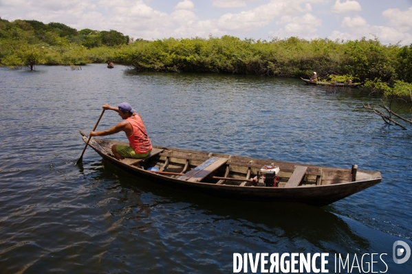 L  AMAZONIE brésilienne de l  Etat du PARA entre Curua-Una et Alter do Chao.