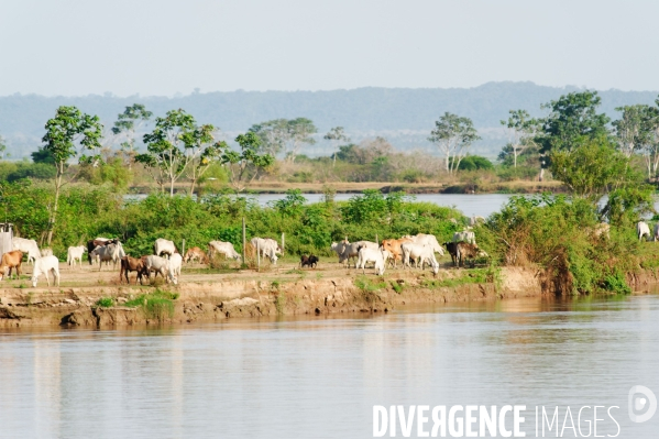 L  AMAZONIE brésilienne de l  Etat du PARA entre Curua-Una et Alter do Chao.