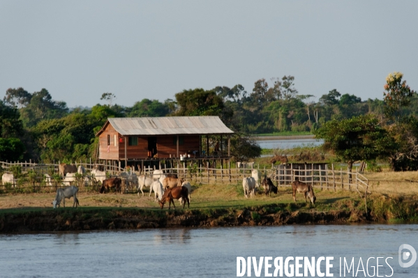 L  AMAZONIE brésilienne de l  Etat du PARA entre Curua-Una et Alter do Chao.