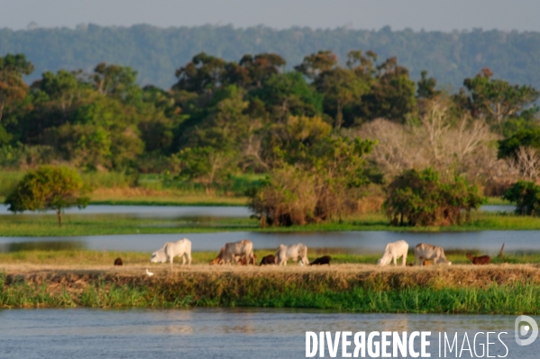 L  AMAZONIE brésilienne de l  Etat du PARA entre Curua-Una et Alter do Chao.