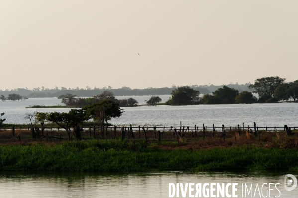 L  AMAZONIE brésilienne de l  Etat du PARA entre Curua-Una et Alter do Chao.