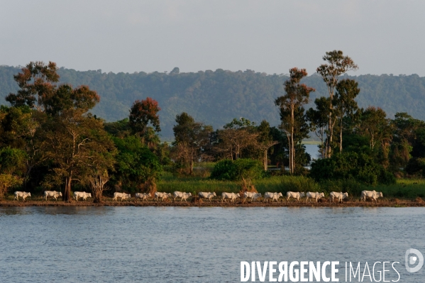 L  AMAZONIE brésilienne de l  Etat du PARA entre Curua-Una et Alter do Chao.