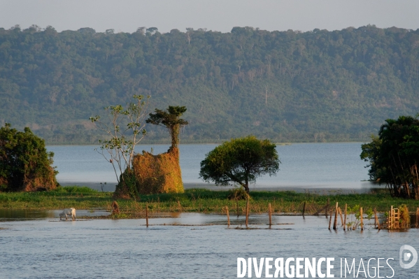 L  AMAZONIE brésilienne de l  Etat du PARA entre Curua-Una et Alter do Chao.