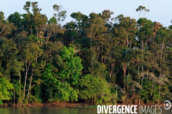 L  AMAZONIE brésilienne de l  Etat du PARA entre Curua-Una et Alter do Chao.