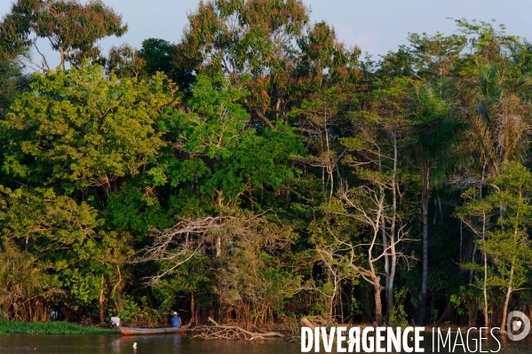 L  AMAZONIE brésilienne de l  Etat du PARA entre Curua-Una et Alter do Chao.