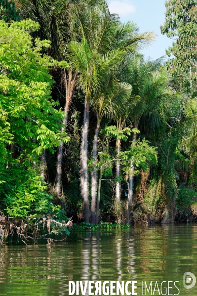 L  AMAZONIE brésilienne de l  Etat du PARA entre Curua-Una et Alter do Chao.