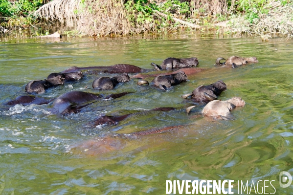 L  AMAZONIE brésilienne de l  Etat du PARA entre Curua-Una et Alter do Chao.