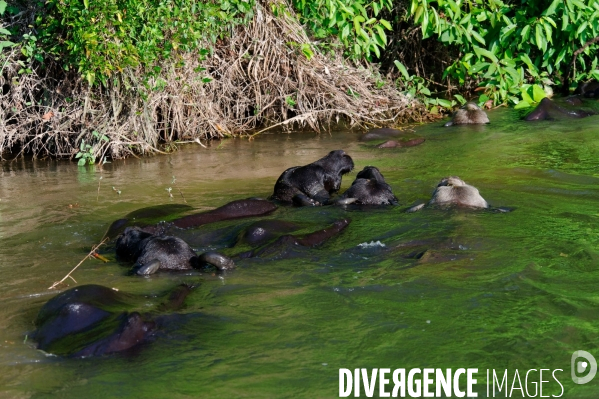 L  AMAZONIE brésilienne de l  Etat du PARA entre Curua-Una et Alter do Chao.