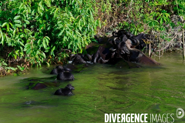 L  AMAZONIE brésilienne de l  Etat du PARA entre Curua-Una et Alter do Chao.