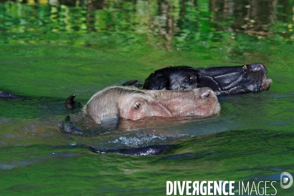 L  AMAZONIE brésilienne de l  Etat du PARA entre Curua-Una et Alter do Chao.