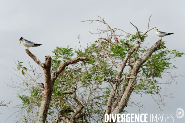 L  AMAZONIE brésilienne de l  Etat du PARA entre Curua-Una et Alter do Chao.