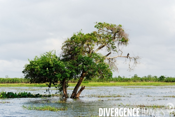 L  AMAZONIE brésilienne de l  Etat du PARA entre Curua-Una et Alter do Chao.