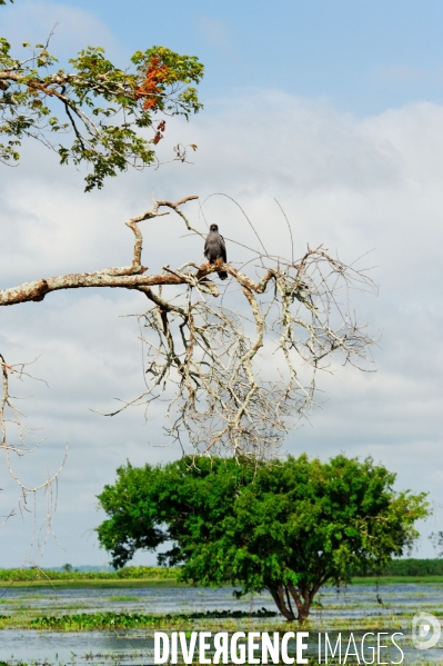 L  AMAZONIE brésilienne de l  Etat du PARA entre Curua-Una et Alter do Chao.