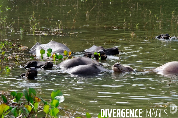 L  AMAZONIE brésilienne de l  Etat du PARA entre Curua-Una et Alter do Chao.