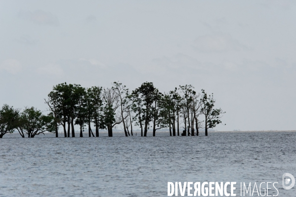 L  AMAZONIE brésilienne de l  Etat du PARA entre Curua-Una et Alter do Chao.