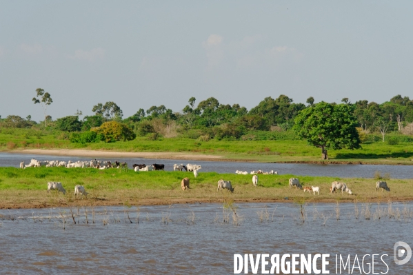 L  AMAZONIE brésilienne de l  Etat du PARA entre Curua-Una et Alter do Chao.