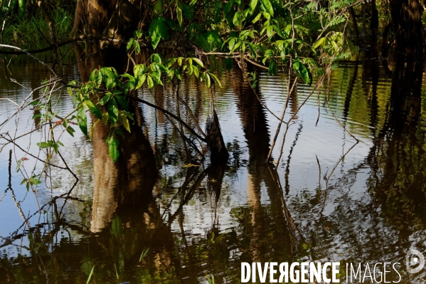 L  AMAZONIE brésilienne de l  Etat du PARA entre Curua-Una et Alter do Chao.