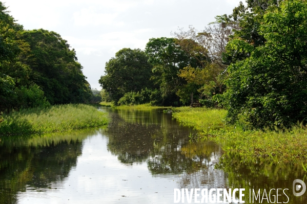 L  AMAZONIE brésilienne de l  Etat du PARA entre Curua-Una et Alter do Chao.