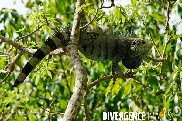 L  AMAZONIE brésilienne de l  Etat du PARA entre Curua-Una et Alter do Chao.