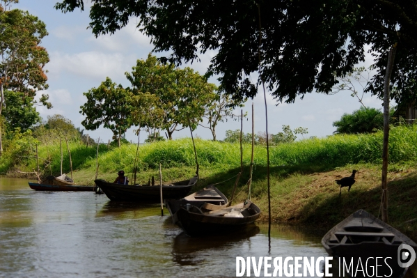 L  AMAZONIE brésilienne de l  Etat du PARA entre Curua-Una et Alter do Chao.