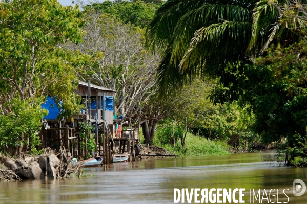 L  AMAZONIE brésilienne de l  Etat du PARA entre Curua-Una et Alter do Chao.