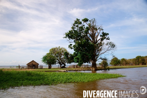 L  AMAZONIE brésilienne de l  Etat du PARA entre Curua-Una et Alter do Chao.