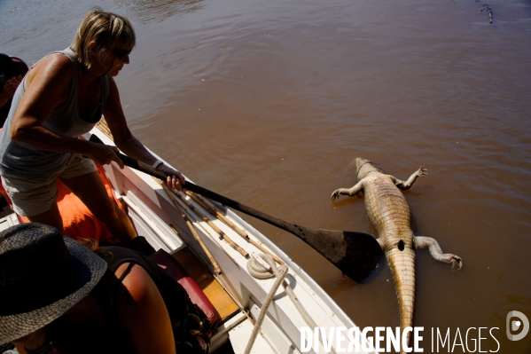 L  AMAZONIE brésilienne de l  Etat du PARA entre Curua-Una et Alter do Chao.