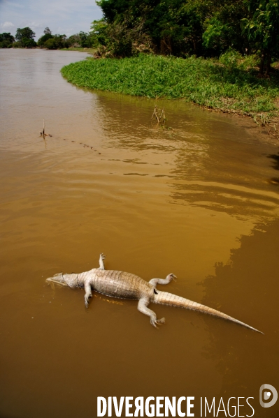 L  AMAZONIE brésilienne de l  Etat du PARA entre Curua-Una et Alter do Chao.