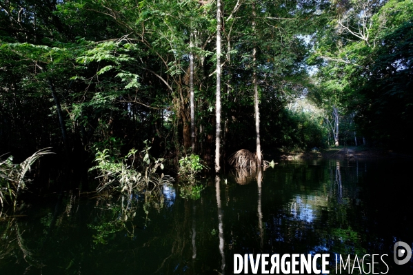 L  AMAZONIE brésilienne de l  Etat du PARA entre Curua-Una et Alter do Chao.