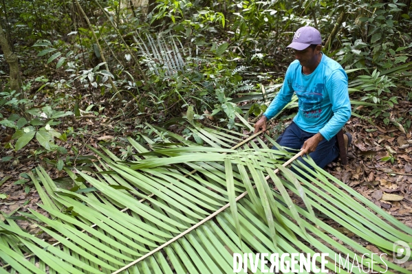 L  AMAZONIE brésilienne de l  Etat du PARA entre Curua-Una et Alter do Chao.