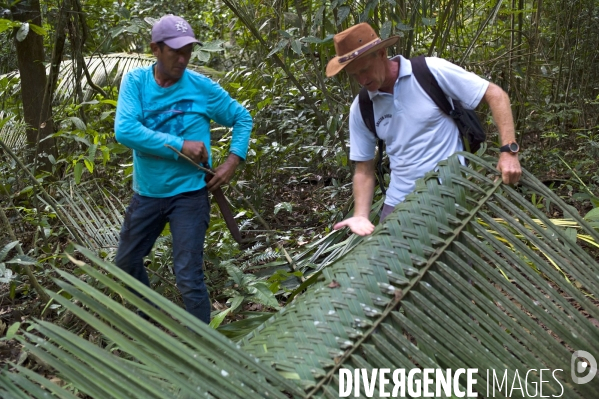 L  AMAZONIE brésilienne de l  Etat du PARA entre Curua-Una et Alter do Chao.