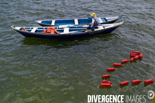 L  AMAZONIE brésilienne de l  Etat du PARA entre Curua-Una et Alter do Chao.