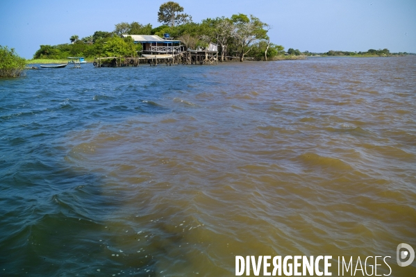 L  AMAZONIE brésilienne de l  Etat du PARA entre Curua-Una et Alter do Chao.