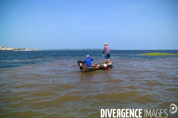 L  AMAZONIE brésilienne de l  Etat du PARA entre Curua-Una et Alter do Chao.