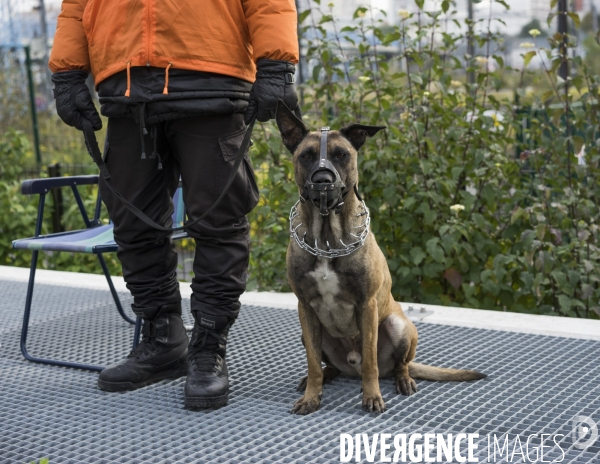 Maitre chien, square Jessaint, la Chapelle Paris Nord.