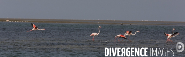 Parc national du banc d arguin