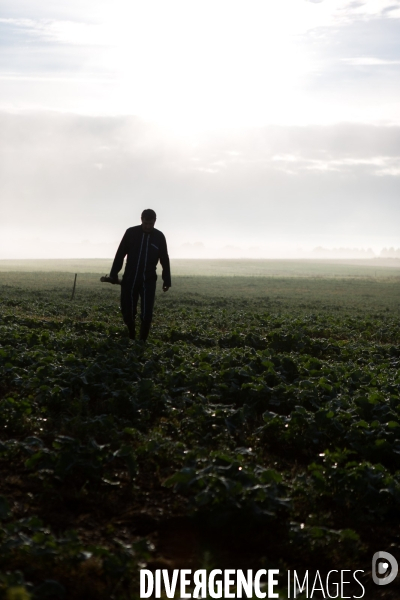 Agrilcuture de conservation des sols