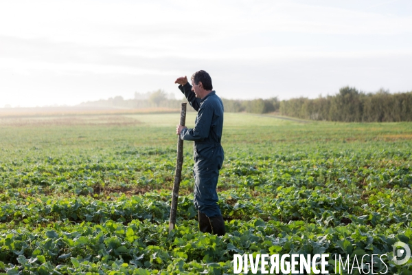 Agrilcuture de conservation des sols