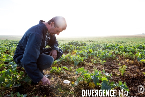 Agrilcuture de conservation des sols