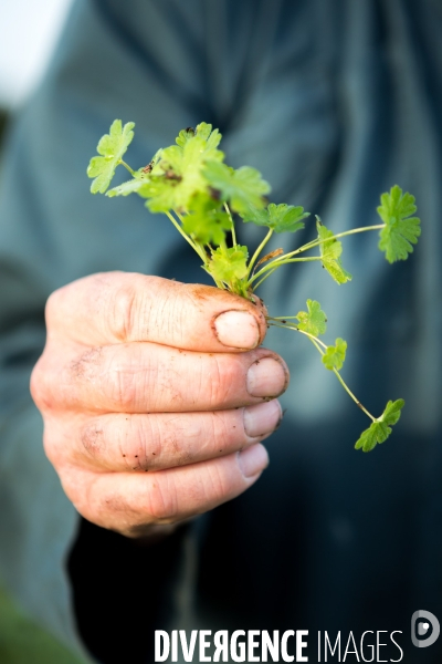 Agrilcuture de conservation des sols