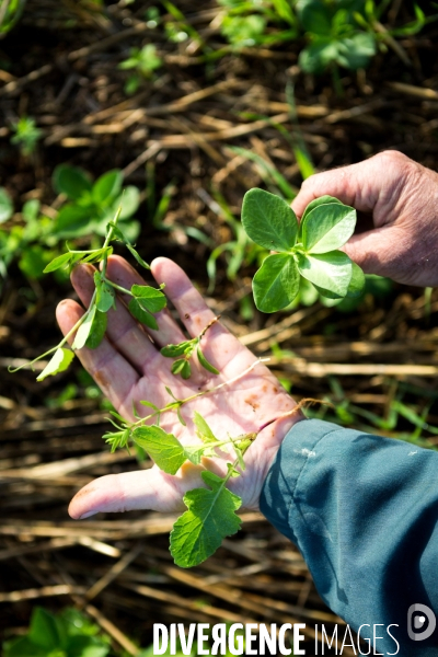 Agrilcuture de conservation des sols