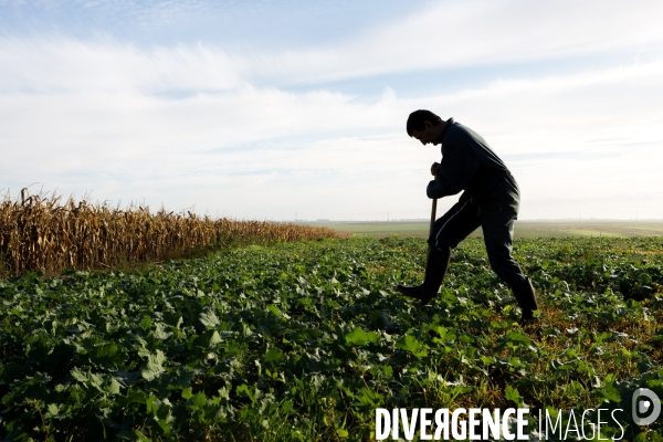 Agrilcuture de conservation des sols