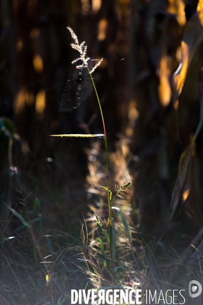 Agrilcuture de conservation des sols