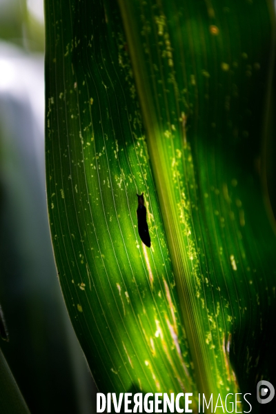 Agrilcuture de conservation des sols