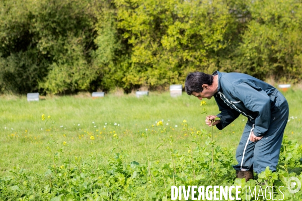 Agrilcuture de conservation des sols