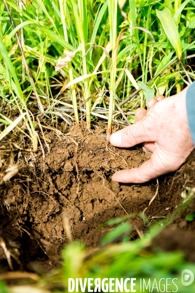 Agrilcuture de conservation des sols