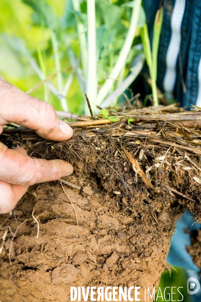 Agrilcuture de conservation des sols