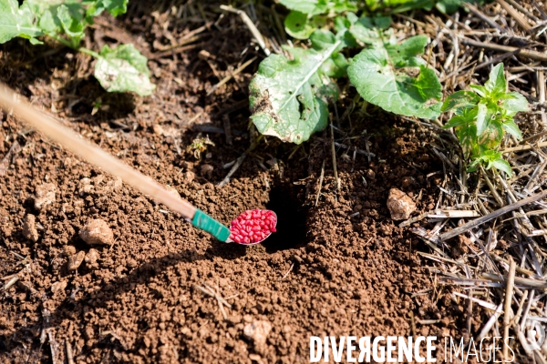 Agrilcuture de conservation des sols