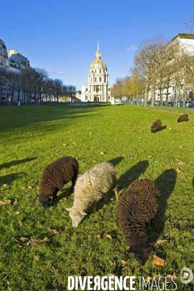 Eco paturage d un troupeau de moutons sur le terre plein central de l avenue de Breteuil