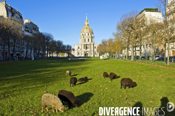 Eco paturage d un troupeau de moutons sur le terre plein central de l avenue de Breteuil